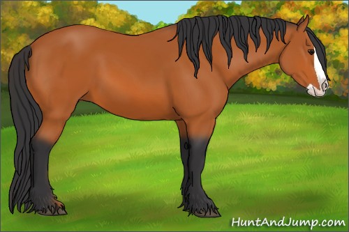 Horse Color:Bay Splash 