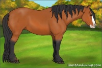 Horse Color:Bay Splash 