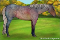 Horse Color:Silver Buckskin Roan 