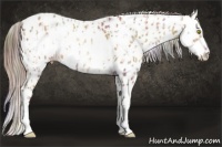 Horse Color:Nacre White Spotted Amber Champagne Leopard and Nacre Amber Champagne Frame Leopard