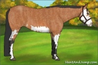 Horse Color:Bay Splash Frame Brindle