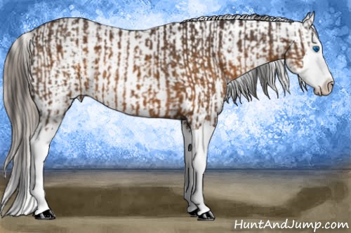 Horse Color:White Spotted Buckskin Sabino Splash  and White Spotted Chocolate Palomino Splash 