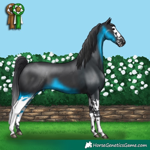 Horse Color:Black Splash 