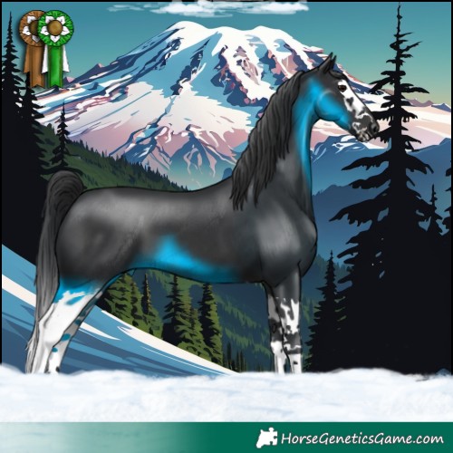 Horse Color:Black Splash