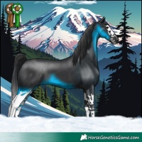 Horse Color:Black Splash