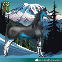 Horse Color:Black Splash