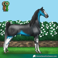 Horse Color:Black Splash 