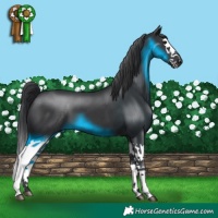 Horse Color:Black Splash 