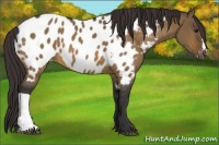 Horse Color:Bay Dun Near Leopard
