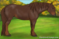 Horse Color:Gray Chestnut 