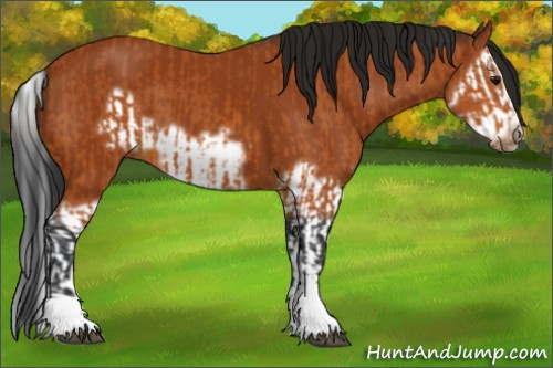Horse Color:Bay Splash Frame and Gray Bay Splash Frame