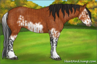 Horse Color:Bay Splash Frame  and Gray Bay Splash Frame 