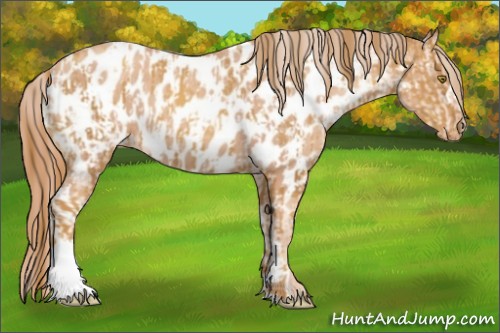 Horse Color:Gold Champagne Appaloosa  and Gold Champagne Appaloosa 