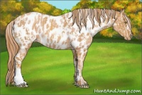 Horse Color:Gold Champagne Appaloosa  and Gold Champagne Appaloosa 