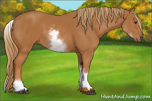 Horse Color:White Spotted Chestnut 
