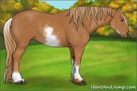 Horse Color:White Spotted Chestnut 
