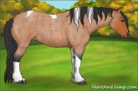 Horse Color:Bay Roan Tobiano
