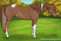 Horse Color:Red Roan Tobiano 
