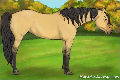 Horse Color:Bay Dun