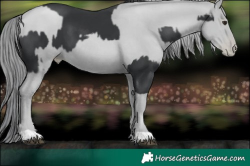 Horse Color:Black Chinchilla and Black Chinchilla Pearl Rabicano