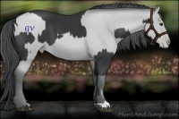 Horse Color:Black Chinchilla  and Black Chinchilla Pearl Rabicano 