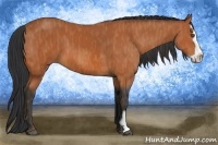 Horse Color:Bay Splash Frame Brindle