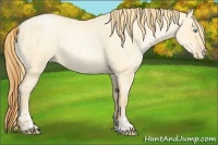 Horse Color:Buckskin Roan Pearl Dun  and Buckskin Roan Pearl Dun 