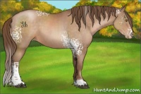 Horse Color:White Spotted Brown Pearl Tobiano