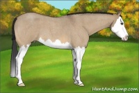 Horse Color:Buckskin Roan Dun Splash
