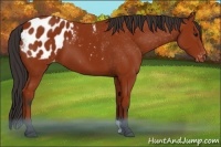 Horse Color:Bay Appaloosa 