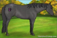 Horse Color:Smoky Blue Roan