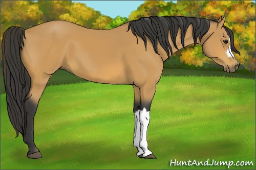 Horse Color:Buckskin 