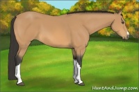 Horse Color:Buckskin 