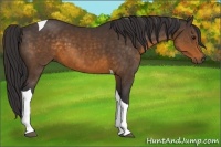 Horse Color:Buckskin Tobiano