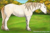 Horse Color:Buckskin Roan Pearl and Buckskin Roan Pearl Splash