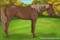 Horse Color:Chestnut 