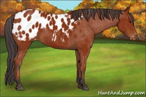 Horse Color:Brown Appaloosa 