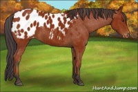 Horse Color:Brown Appaloosa 