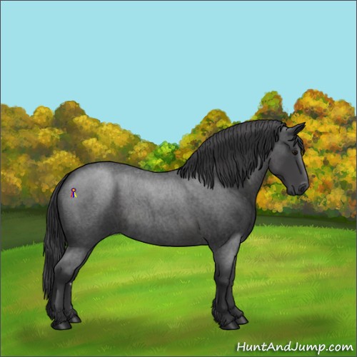 Horse Color:Smoky Blue Roan