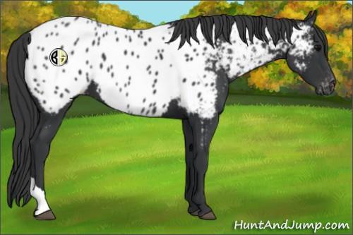 Horse Color:Black Near Leopard
