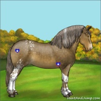 Horse Color:White Spotted Chocolate Palomino Tobiano Appaloosa