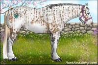 Horse Color:Buckskin Splash Frame  and Buckskin Splash Frame Appaloosa 