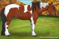 Horse Color:Brown Tobiano 