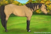 Horse Color:Buckskin 