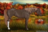 Horse Color:Liver Chestnut 