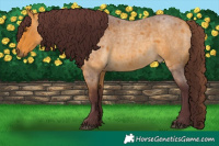 Horse Color:Chocolate Buckskin Roan 