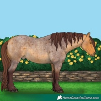 Horse Color:Chocolate Buckskin Roan 