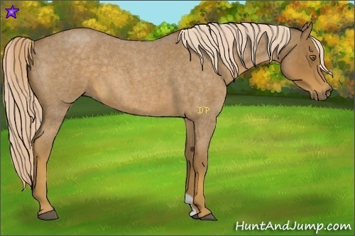 Horse Color:Chocolate Palomino Roan 