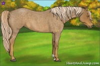 Horse Color:Chocolate Palomino Roan