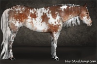 Horse Color:White Spotted Brown Dun and White Spotted Silver Brown Splash